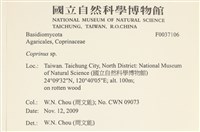 鬼傘屬藏品圖，第2張