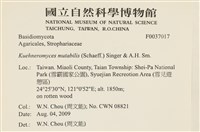 小皮傘屬藏品圖，第2張