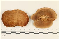 登錄號:F0037112藏品圖，第1張
