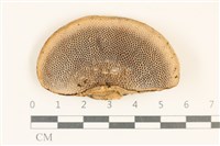 登錄號:F0037113藏品圖，第3張
