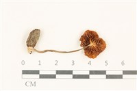 登錄號:F0037114藏品圖，第3張