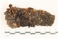 登錄號:F0037115藏品圖，第1張