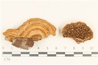 登錄號:F0037117藏品圖，第1張