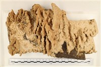 登錄號:F0037118藏品圖，第1張