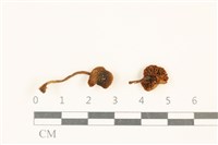 登錄號:F0037119藏品圖，第1張