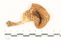 登錄號:F0037121藏品圖，第1張