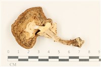 登錄號:F0037121藏品圖，第3張