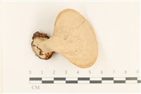 登錄號:F0037124藏品圖，第1張