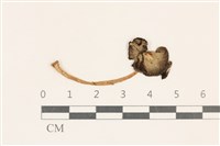 登錄號:F0037126藏品圖，第1張