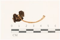 登錄號:F0037126藏品圖，第3張