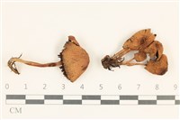 登錄號:F0037128藏品圖，第1張