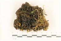 登錄號:F0037131藏品圖，第1張