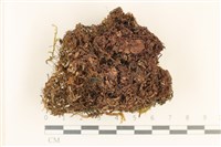 登錄號:F0037131藏品圖，第4張