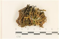 登錄號:F0037132藏品圖，第4張