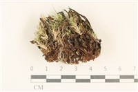 登錄號:F0037133藏品圖，第1張