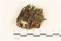 登錄號:F0037133藏品圖，第4張