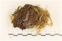 登錄號:F0037134藏品圖，第1張