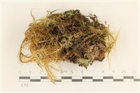 登錄號:F0037134藏品圖，第4張