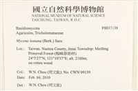利氏小菇藏品圖，第2張