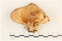 登錄號:F0037139藏品圖，第1張