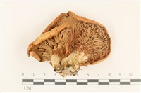登錄號:F0037139藏品圖，第3張