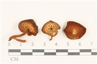 登錄號:F0037141藏品圖，第1張