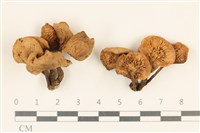 登錄號:F0037143藏品圖，第1張
