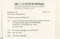 寬鱗多孔菌藏品圖，第2張