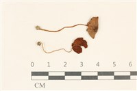 登錄號:F0037146藏品圖，第1張