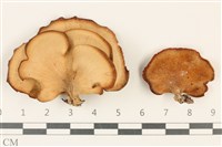 登錄號:F0037147藏品圖，第1張
