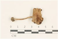 登錄號:F0037148藏品圖，第1張