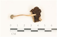 登錄號:F0037148藏品圖，第3張