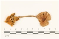 登錄號:F0037150藏品圖，第1張