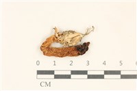 登錄號:F0037151藏品圖，第1張