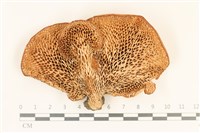 登錄號:F0037152藏品圖，第3張
