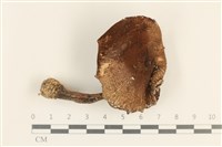 登錄號:F0037154藏品圖，第1張