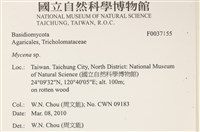小菇屬藏品圖，第2張