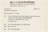登錄號:F0037156藏品圖，第2張