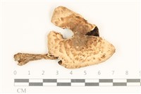 登錄號:F0037157藏品圖，第1張