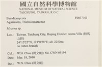 小菇屬藏品圖，第2張