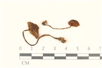 登錄號:F0037162藏品圖，第1張