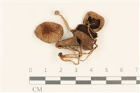 登錄號:F0037166藏品圖，第1張