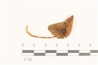 登錄號:F0037167藏品圖，第1張