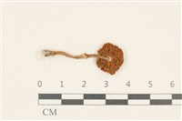 登錄號:F0037171藏品圖，第3張