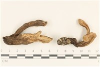 登錄號:F0037173藏品圖，第1張