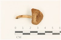 登錄號:F0037174藏品圖，第1張