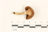 登錄號:F0037174藏品圖，第3張