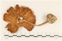 登錄號:F0037176藏品圖，第3張
