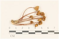 登錄號:F0037177藏品圖，第1張