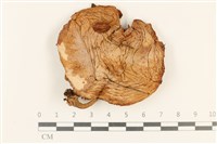 登錄號:F0037182藏品圖，第1張